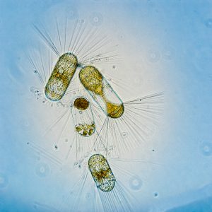 Microscope image of lozenge-shaped plankton